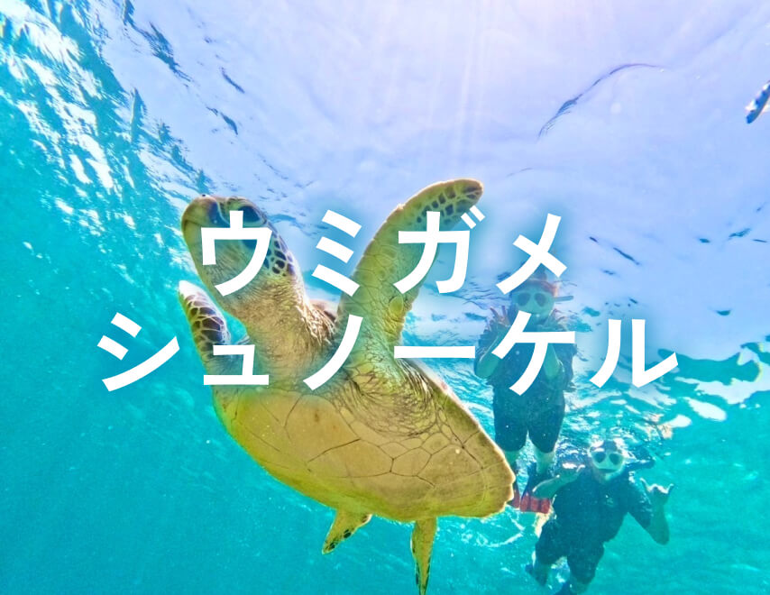ウミガメシュノーケル
